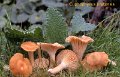 Cuphophyllus pratensis-amf948